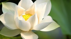 Hãy cảm ơn những thuận duyên và nghịch ý trong cuộc đời