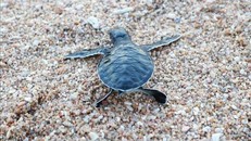 Rùa con được thả về vùng biển Vườn quốc gia Núi Chúa (huyện Ninh Hải, Ninh Thuận). 