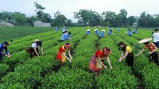 Khơi dậy nguồn lực phát triển vùng Trung du và miền núi phía Bắc