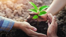 Cần huy động gần 9,5 nghìn tỷ đồng để trồng một tỷ cây xanh