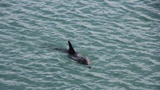 Cá heo xuất hiện tại vùng biển Cô Tô.