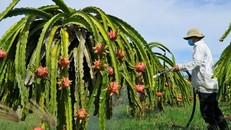 Xây dựng ngành hàng thanh long xanh và bền vững tại Bình Thuận