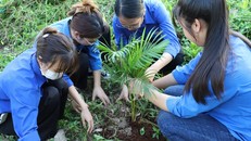 Bộ Giáo dục và Đào tạo đề nghị các đơn vị tham gia trồng cây xanh tại địa phương, trong khuôn viên trường học, bảo đảm thiết thực, hiệu quả, không phô trương, hình thức; thực hiện tốt công tác chăm sóc, bảo vệ cây trồng và diện tích trồng hiện có. 