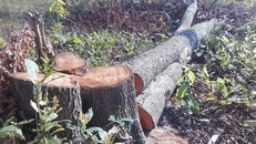 Những gốc cây lớn bị nhóm đối tượng cưa hạ trong một vụ phá rừng ở tỉnh Gia Lai.