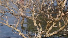 Rừng ngập mặn Tam Giang, huyện Núi Thành, tỉnh Quảng Nam bị chết hàng loạt.