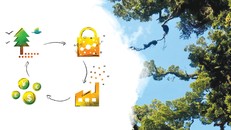 Năm 2025 thí điểm sàn giao dịch tín chỉ carbon