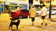 Chó không rọ mõm, thả rông tại công viên ở Thành phố Hồ Chí Minh.