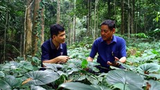 Ông Trương Quang Thiết (bên phải) xã Hương Hóa (Tuyên Hóa, Quảng Bình) trồng nhiều loại cây dược liệu dưới tán rừng cây bản địa để tạo sinh kế "lấy ngắn nuôi dài". 