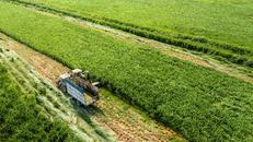 Các trang trại Green Farm của Vinamilk có tiêu chuẩn 70% diện tích xanh, áp dụng mô hình kinh tế tuần hoàn mang lại nguồn thức ăn cho đàn bò hoàn toàn hữu cơ, không sử dụng thuốc trừ sâu hay phân bón hóa học