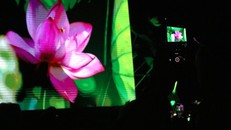 Lễ khai mạc Lễ hội Sen Hà Nội năm 2024 diễn ra tối 12/7 tại Không gian sáng tạo Tây Hồ, chính thức mở màn loạt hoạt động kéo dài từ 12/7 đến hết ngày 16/7.