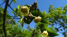 Cây La hán quả mọc tại Pù Luông