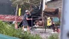 Hình ảnh chú chó bị đánh đập khiến nhiều người bức xúc.