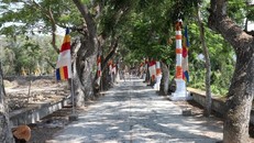 Cây còng cổ thụ chùa Khmer miền Tây