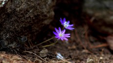 Lắng nghe hơi thở