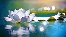 Lợi ích dinh dưỡng của chế độ ăn thuần chay là gì?