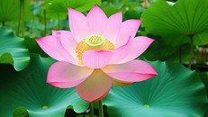 Sống chân thật - Sự lựa chọn thông minh nhất của đời người