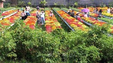 Làng hoa kiểng Sa Đéc thu hút khách đến du lịch. 