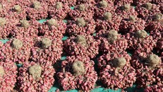 Ninh Thuận kỳ vọng vào du lịch đồng quê.