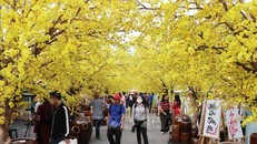 Đường hoa mai là không gian được người dân lựa chọn vào mỗi dịp Lễ hội Tết Việt. Ảnh: TTXVN