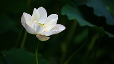 Hạnh phúc chưa bao giờ rời đi