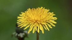 Thức dậy vào mỗi buổi sáng