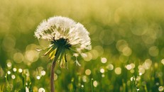 Hát mãi câu hát bình an