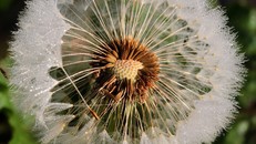 Làm thế nào để có bình an?