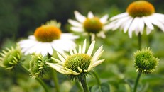 Thong dong giữa cuộc đời vô thường