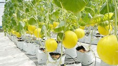 Bắc Giang: Đầu tư công nghệ bảo quản, chế biến các sản phẩm nông nghiệp chủ lực 