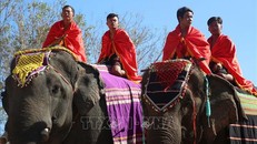 Những chú voi được trang điểm với các “phụ kiện” mang màu sắc, hoa văn của đồng bào các dân tộc Tây Nguyên. 