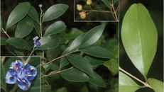 Sầm cuống dài được phát hiện phân bố hẹp, được đưa vào danh mục các loài cần bảo tồn. 