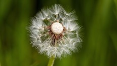 Lấy sự “khù khờ” để giữ gìn sự lương thiện