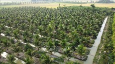 Diện tích trồng dừa tại xã Lương Hòa (Châu Thành, Trà Vinh).