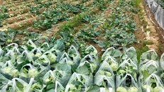 Bộ Công Thương tháo gỡ khó khăn, thúc đẩy tiêu thụ nông sản do ảnh hưởng của dịch bệnh COVID-19 