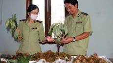 Ảnh do Cục QLTT Kon Tum cung cấp.