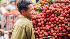 Tổng cục QLTT cam kết hỗ trợ tiêu thụ 3.000 tấn vải thiều cho nông dân Bắc Giang