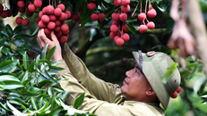 Xây dựng thương hiệu quả vải Việt Nam: Câu chuyện từ Bắc Giang 