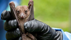 Lo ngại virus mới gây tỷ lệ tử vong đến gần 90% 