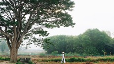 Cây ngô đồng trong phim Mắt Biếc: Tọa độ checkin giới trẻ hiện nay