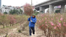 Tấp nập thu hoạch đào đón Tết