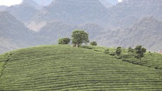 Những cánh đồng chè đầy thơ mộng ở Mộc Châu