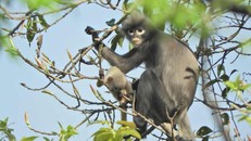 Loài voọc mới được phát hiện ở Myanmar, hiện chỉ còn khoảng hơn 200 cá thể trong tự nhiên. Ảnh: AFP.