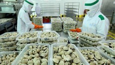 Chế biến ngao tại Công ty Lenger Việt Nam (Lenger Seafoods Vietnam) xuất khẩu sang EU, Anh, Nhật Bản, Mỹ, Hàn Quốc (14-10-2019). Ảnh minh họa: TTXVN