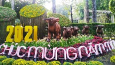 Đại cảnh chúc mừng năm mới với 5 chú trâu mạnh khỏe trên đường Trương Định (quận 1). (Ảnh: Hà Nội mới)