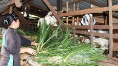 Nguồn vốn tín dụng chính sách đã giúp nhiều thành viên tỉnh Vĩnh Phúc, mang lại hiệu quả kinh tế cao. Ảnh minh họa: Sỹ Tuyên/TTXVN