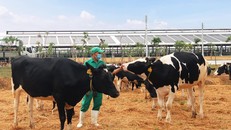 Bò sữa được đi dạo trong khu sân chơi được trải đệm rơm tại Trang trại Vinamilk Quảng Ngãi.