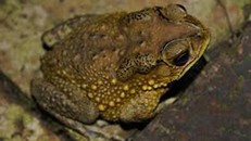 Cóc là loài động vật chứa rất nhiều độc tố trong cơ thể, có thể gây chết người trong thời gian ngắn. 