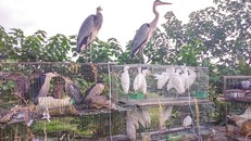 Chợ chim thiên nhiên được bày bán công khai trên đại lộ Thăng Long (Hà Nội). (Ảnh: Báo Dân tộc)