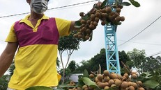 Anh Phạm Văn Nguyên cho biết giá bán dưới 8.000 một ký, trong khi chi phí sản xuất tăng, vụ này gia đình anh lỗ nặng. Ảnh: VnExpress