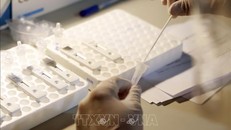 (Ảnh minh hoạ: TTXVN)